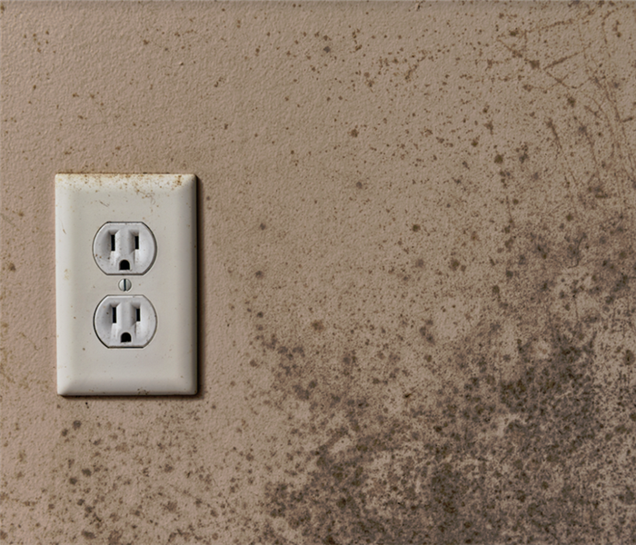 mold growing on a wall by an electrical outlet